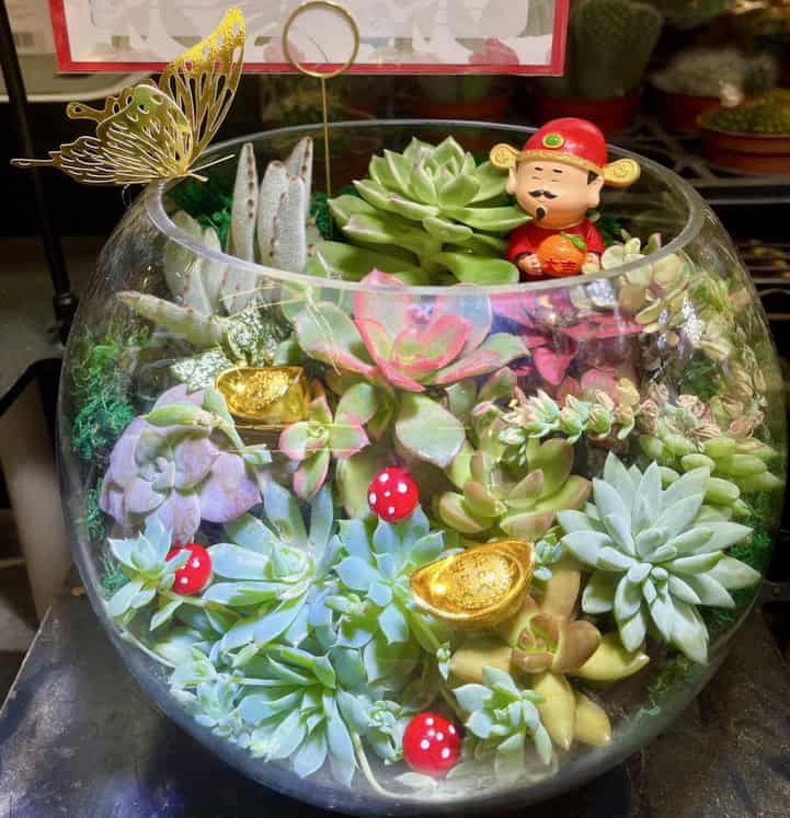 開幕多肉盆栽