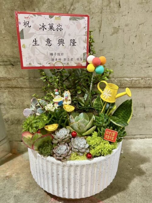 開幕盆栽多肉植物