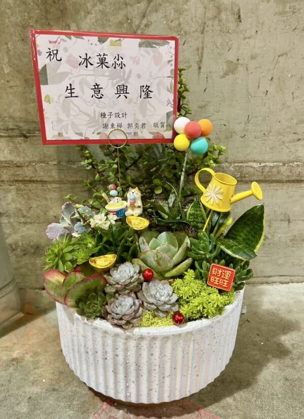 開幕盆栽多肉植物