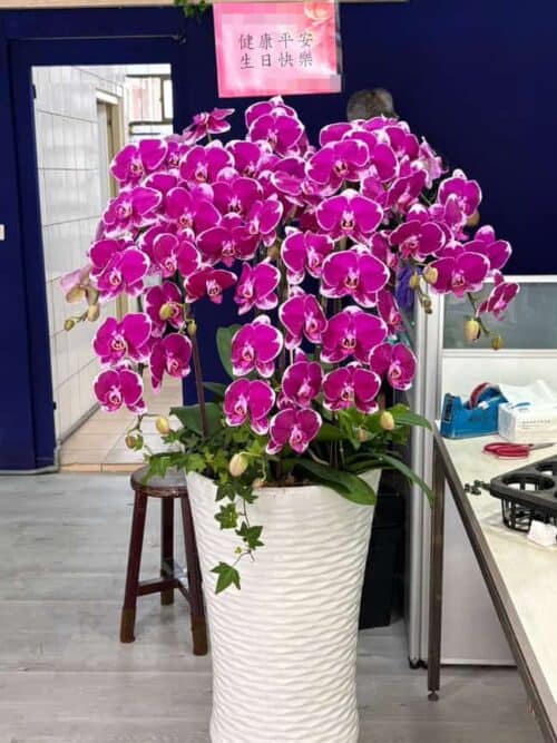 台北送生日蘭花