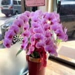 咖啡店開幕蘭花