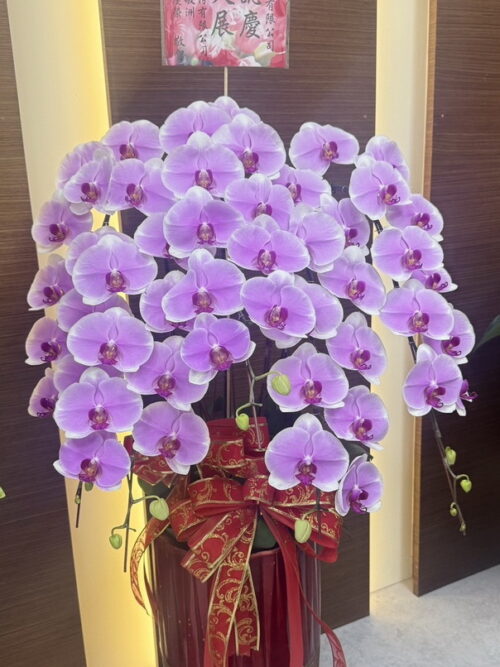 喬遷開幕蘭花 喬遷開幕蘭花