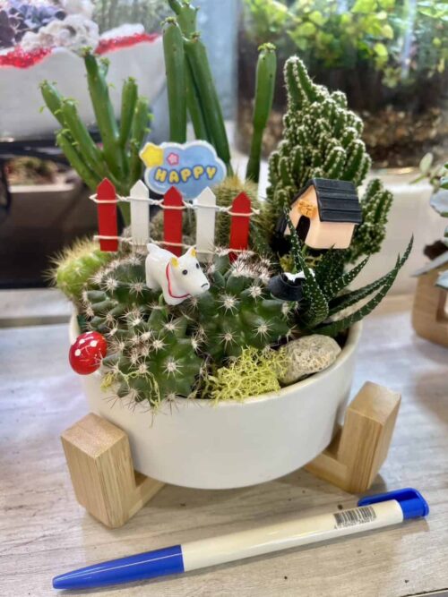 多肉小盆栽