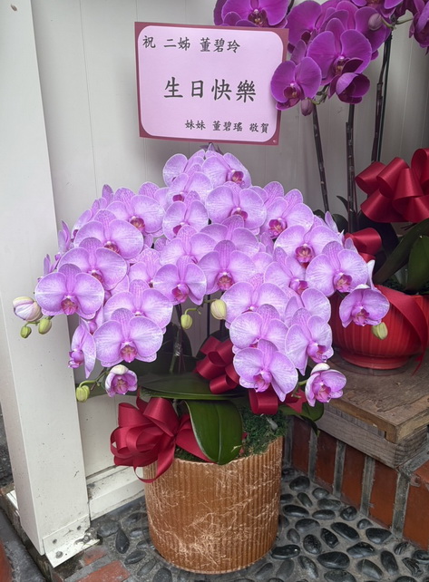 姊姊生日蘭花 2 姊姊生日蘭花 2