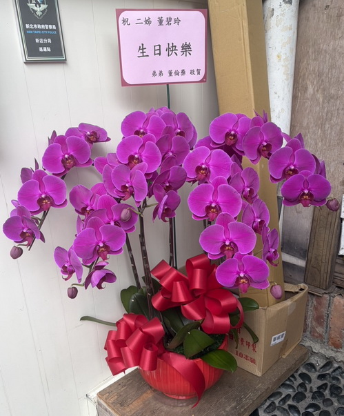 姊姊生日蘭花 姊姊生日蘭花
