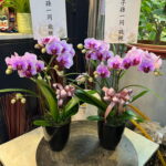 子孫祭拜長輩蘭花