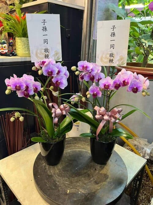子孫祭拜長輩蘭花