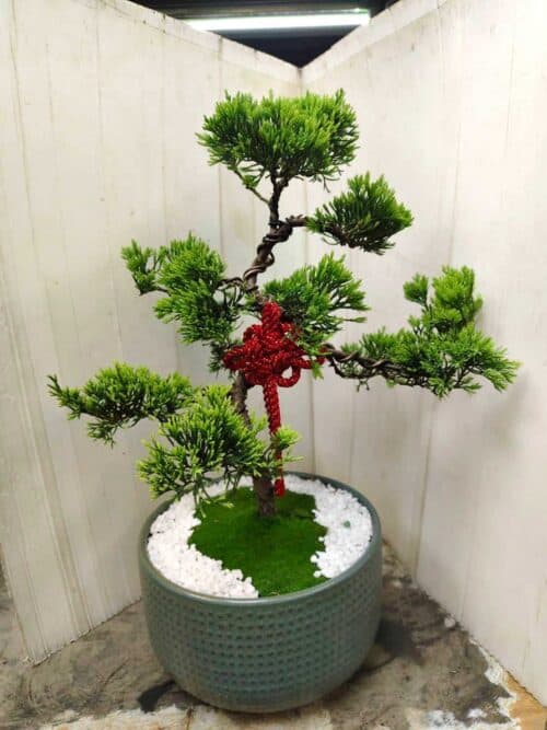 室內造型盆栽