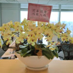 投顧公司開幕蝴蝶蘭