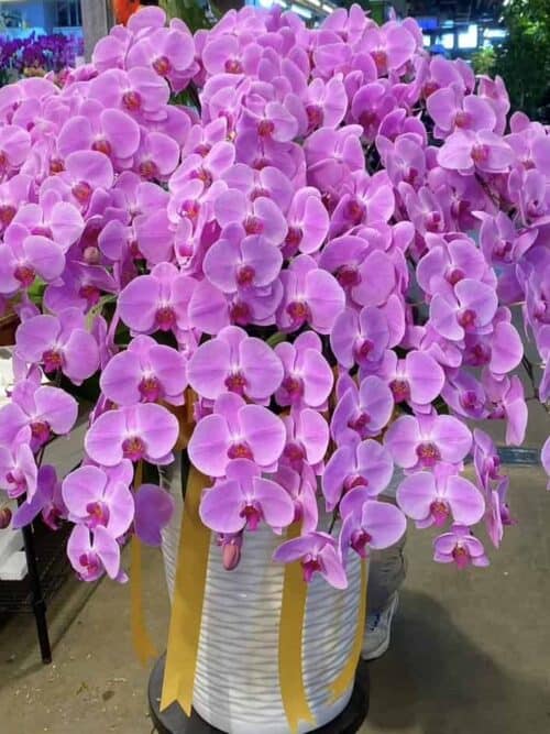 新月會館安靈蘭花
