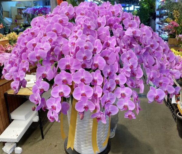 新月會館安靈蘭花