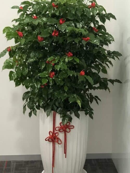 Wangwang tree potted plant