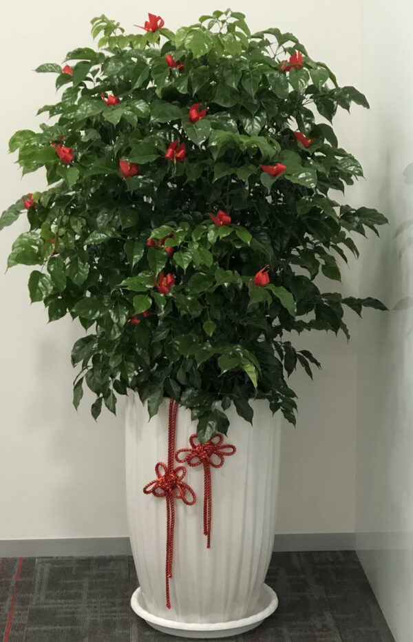 Wangwang tree potted plant