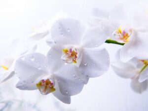最專業告別式花禮配送、告別式鮮花、水果籃、追思奠禮款式一次告訴你 (1)