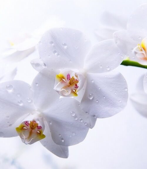 最專業告別式花禮配送、告別式鮮花、水果籃、追思奠禮款式一次告訴你 (1)