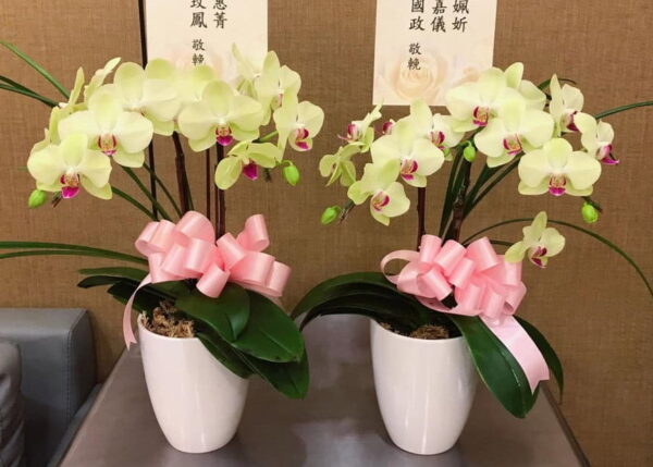 板橋雲頂會館蝴蝶蘭