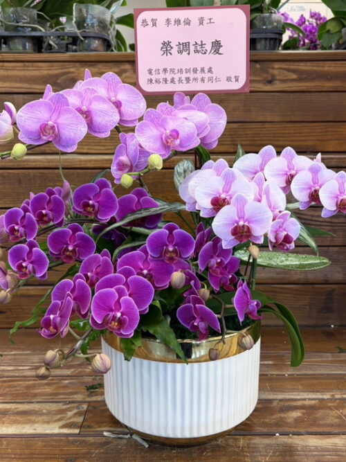 榮陞祝賀蘭花 榮陞祝賀蘭花