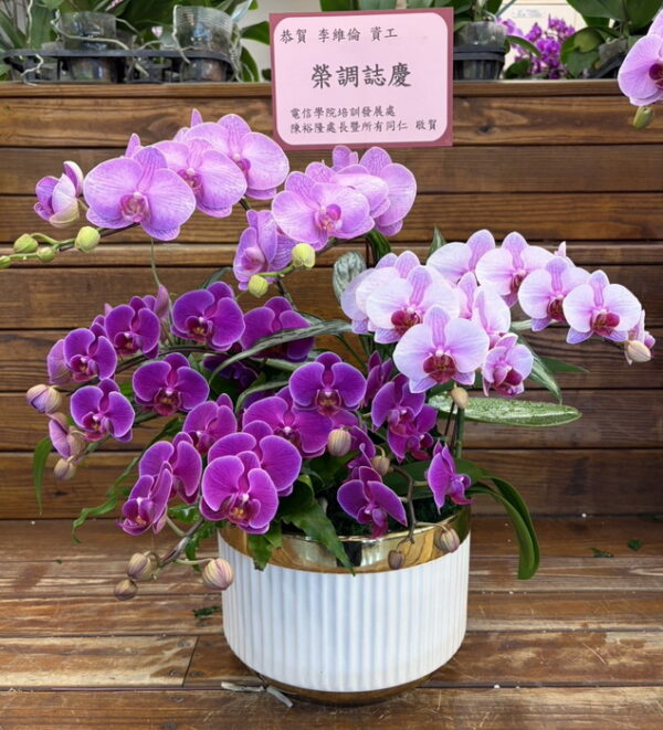 榮陞祝賀蘭花 榮陞祝賀蘭花