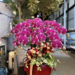 榮陞蘭花一盆