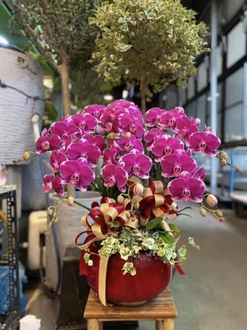 榮陞蘭花一盆