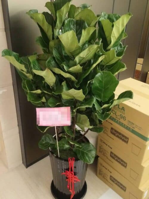 琴葉榕花禮