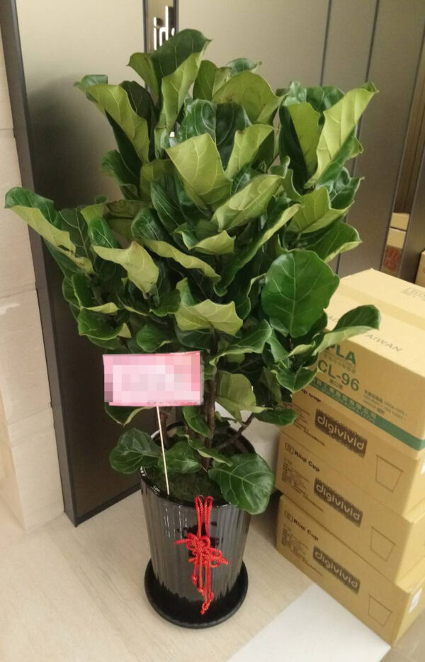 琴葉榕花禮