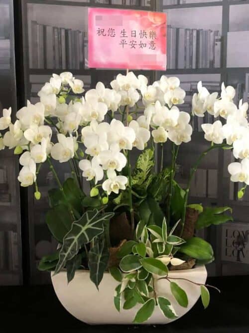 生日白色高貴蘭花禮