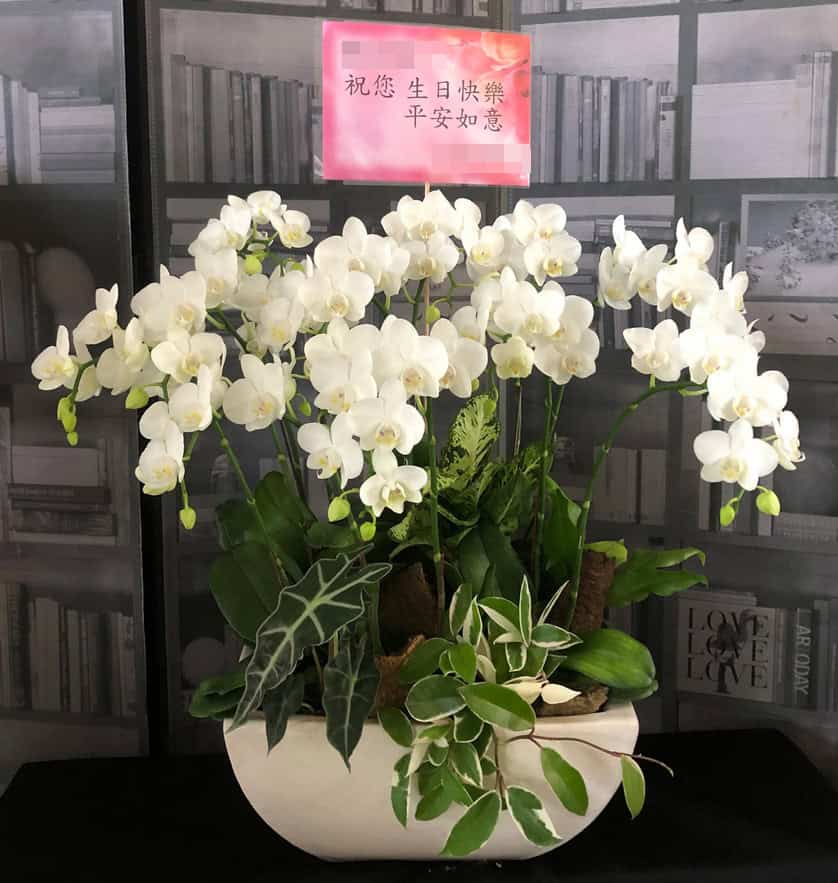 生日白色高貴蘭花禮