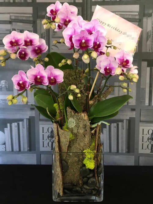 生日祝福蘭花