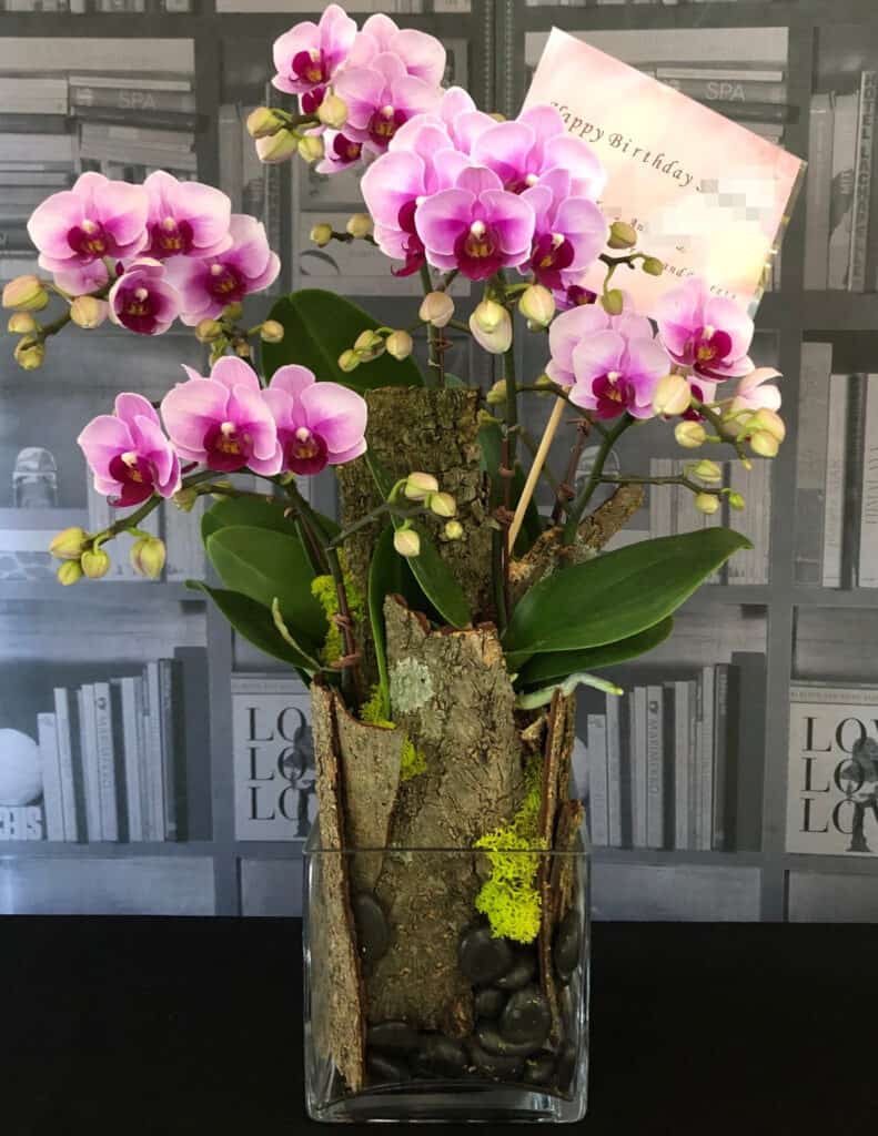 生日祝福蘭花