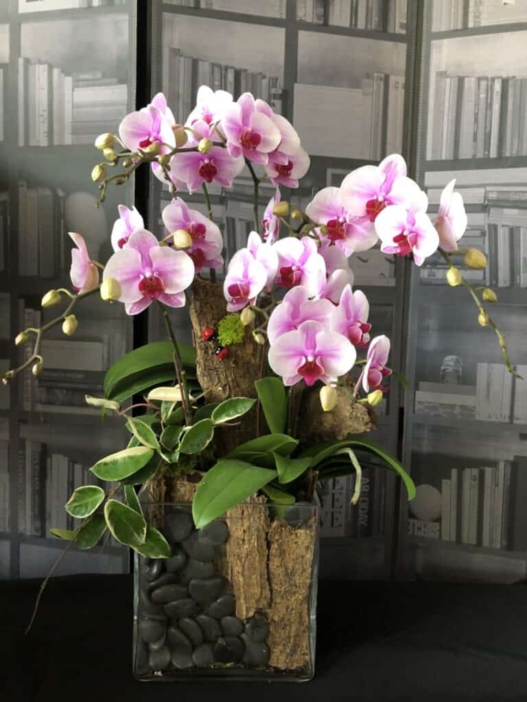 生日花禮推薦蝴蝶蘭
