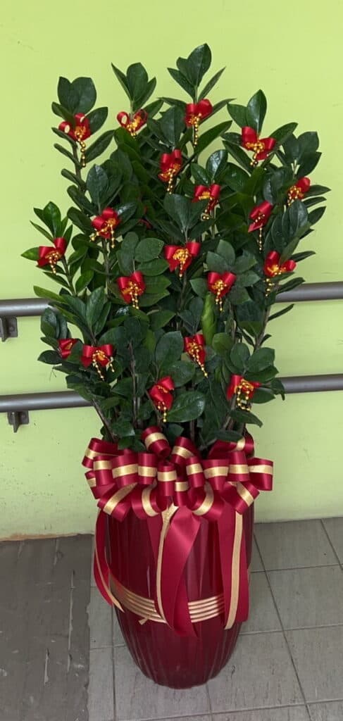 紅盆金錢樹開幕花禮