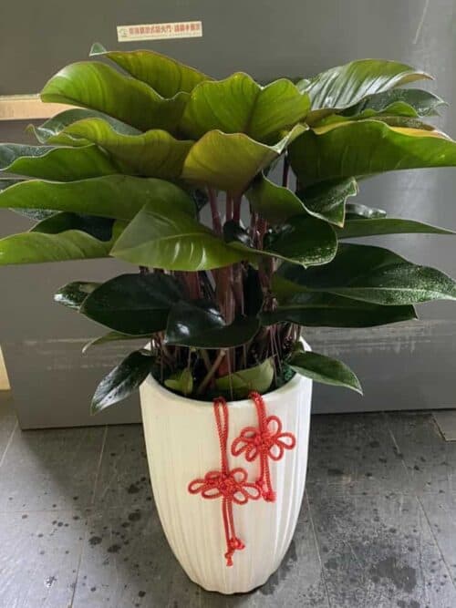 綠鑽盆栽