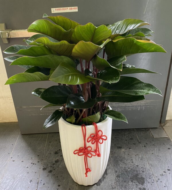 綠鑽盆栽