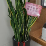 虎尾蘭盆栽