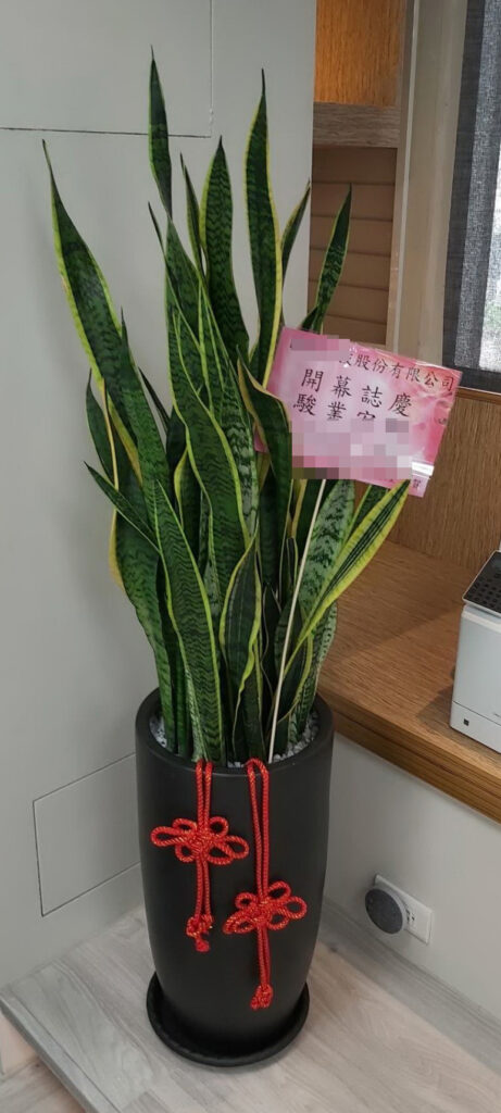 虎尾蘭盆栽