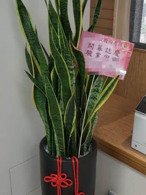 虎尾蘭盆栽