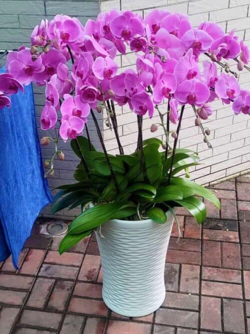 豪宅居家蘭花擺設