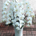 豪宅居家蘭花擺設02