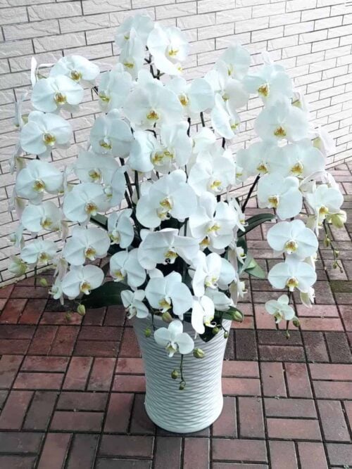 豪宅居家蘭花擺設02