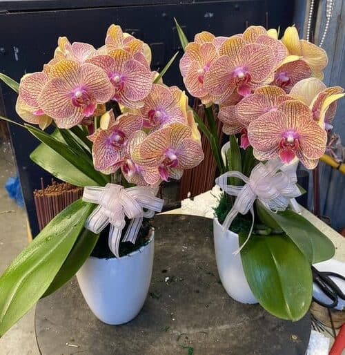 追思靈桌蘭花