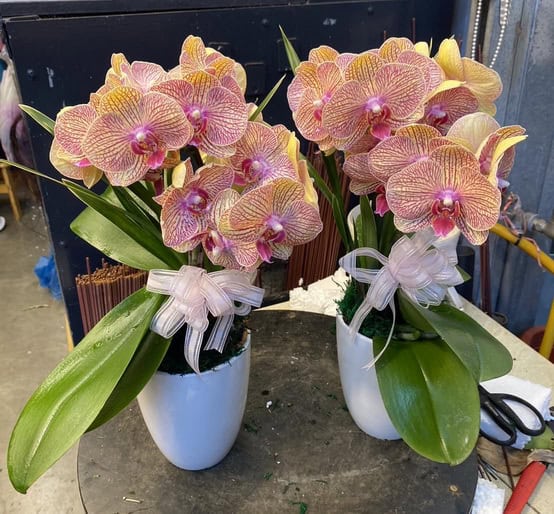 追思靈桌蘭花