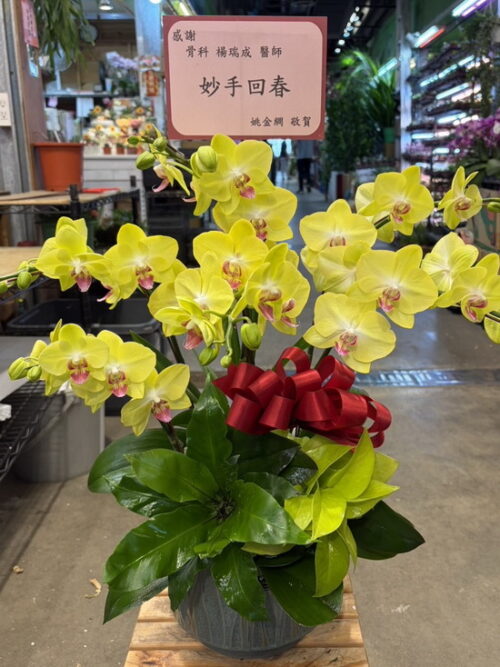 送中興醫院謝謝醫生蘭花 送中興醫院謝謝醫生蘭花