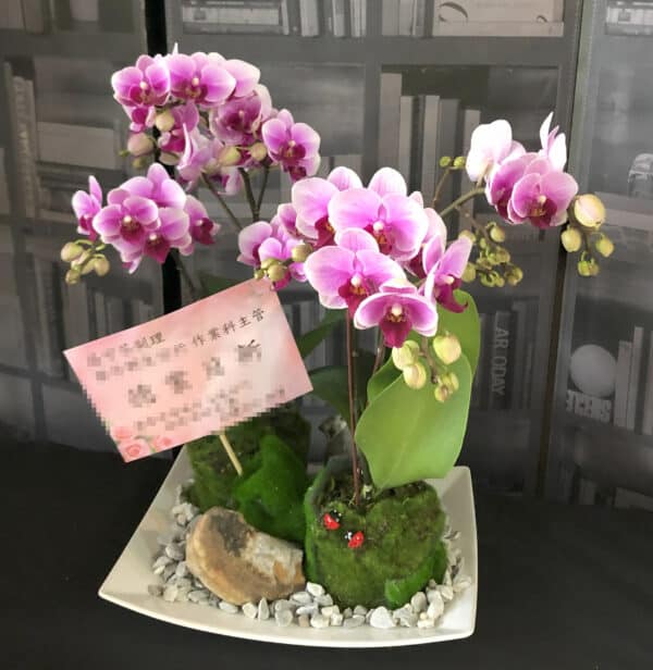 銀行主管副理經理交接蘭花