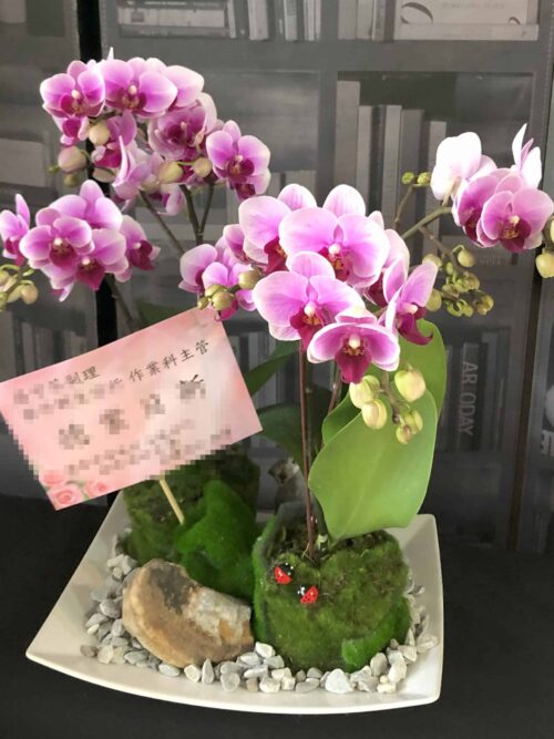 銀行主管副理經理交接蘭花