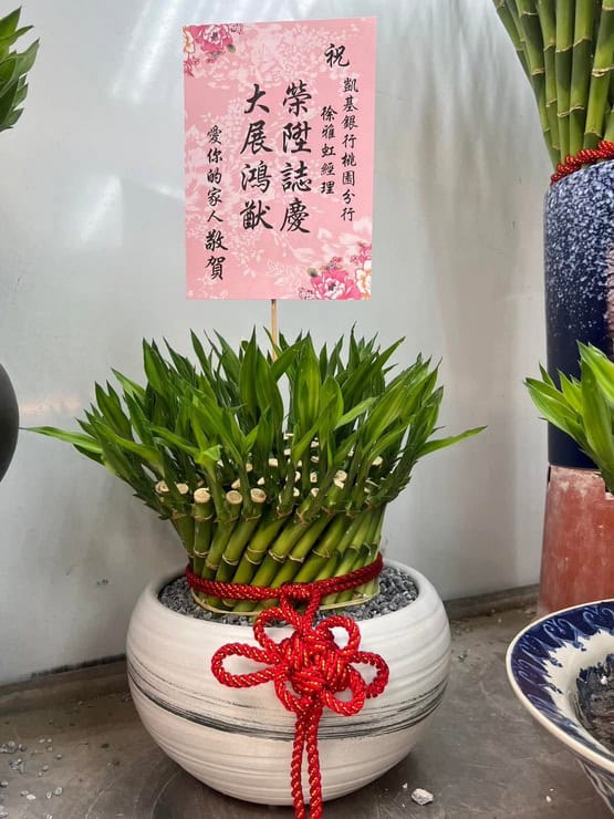 銀行主管榮陞盆栽