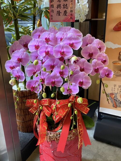 開幕祝賀蘭花生意旺旺 開幕祝賀蘭花生意旺旺