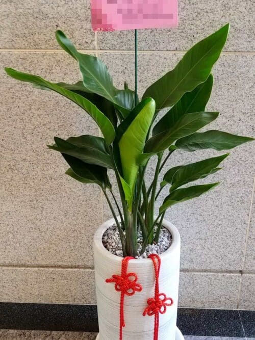 開幕賀禮盆栽