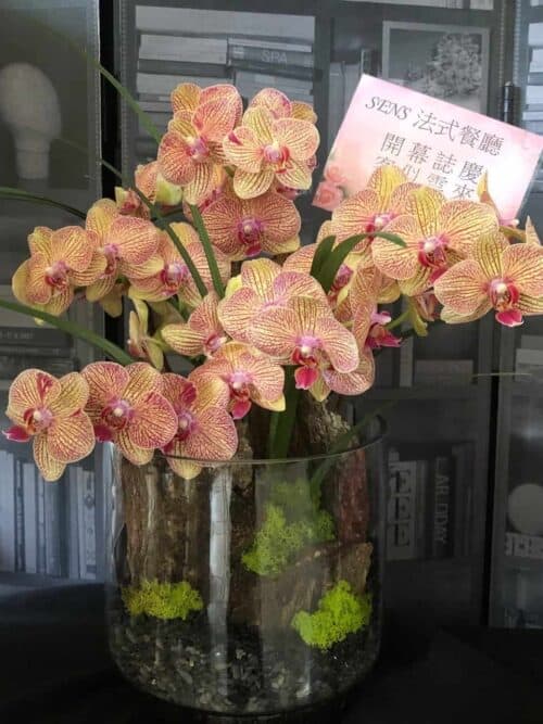 餐廳開幕送蝴蝶蘭花