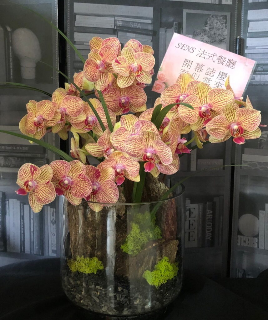 餐廳開幕送蝴蝶蘭花